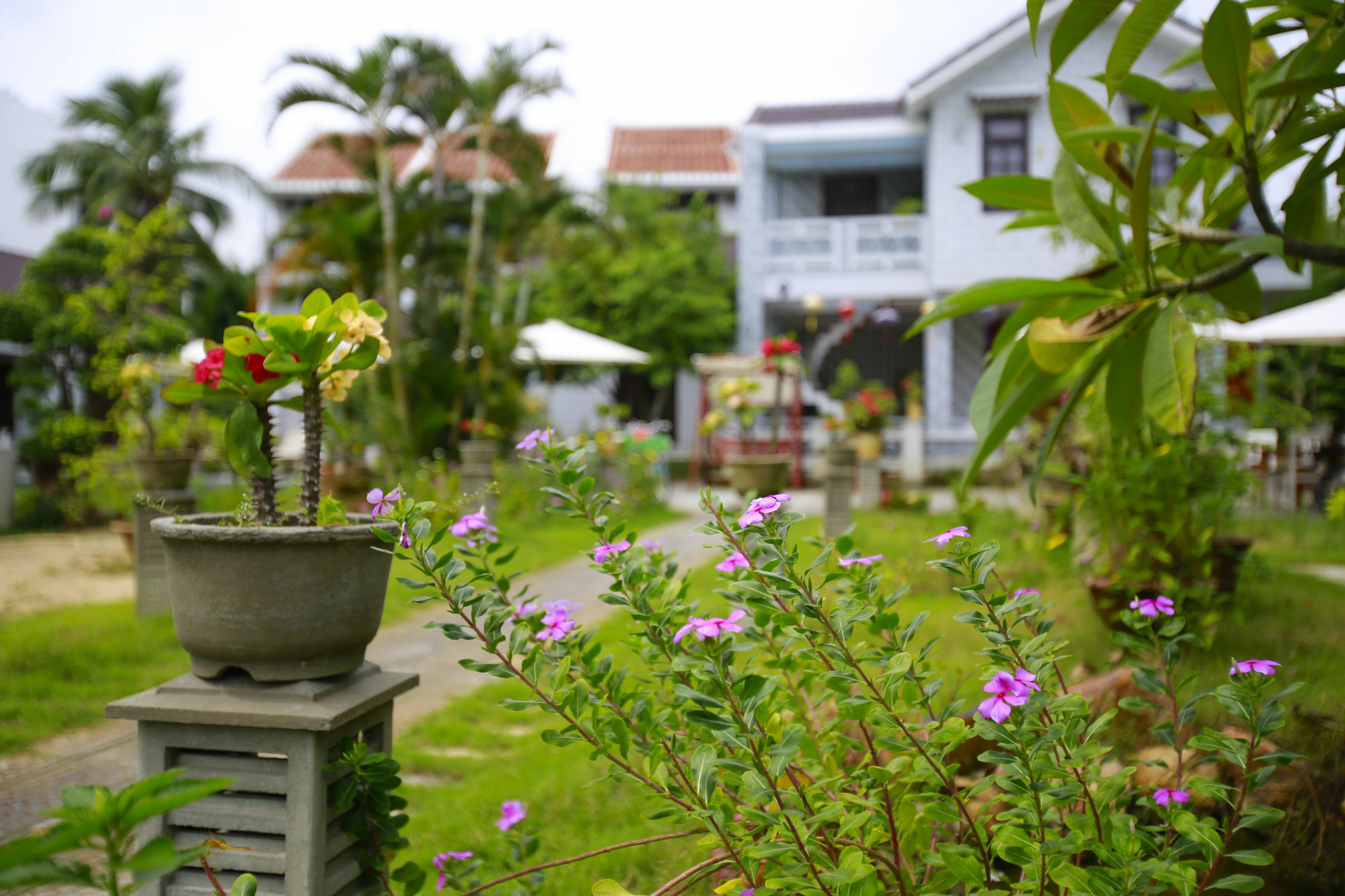 Mr Tho Garden Villas Hoi An Exteriör bild